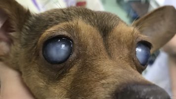 Лечение катаракты у животных