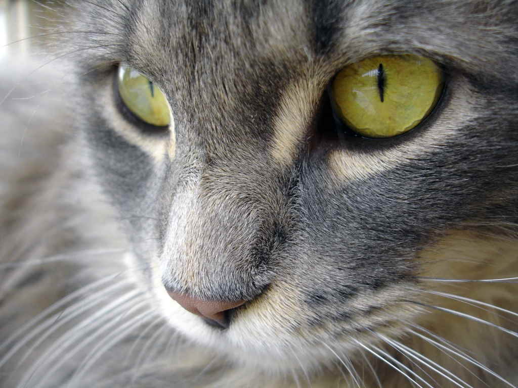 Как и чем протирать глаза кошке?